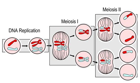 Replication and Distribution of DNA during Meiosis.